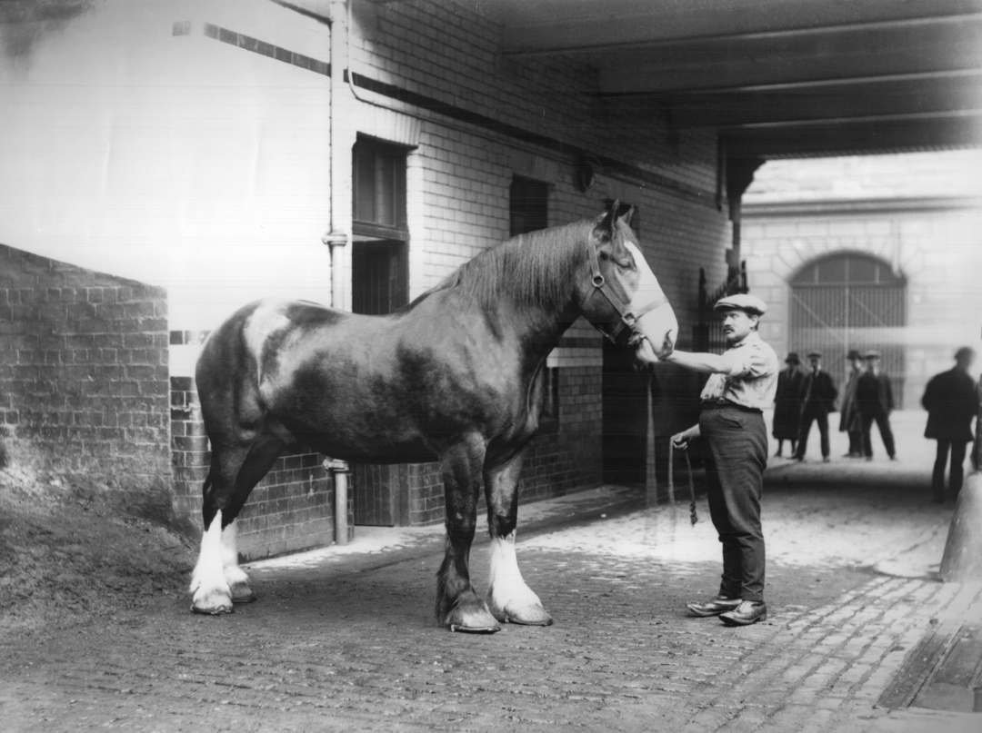 Horse at Bottom of Ramp A