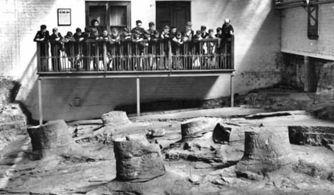 Fossil Grove Gallery